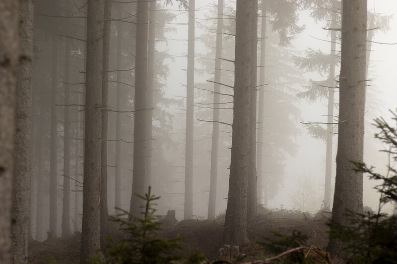 Tall Trees in Fog — Gray, Misty, Morning, Photograph