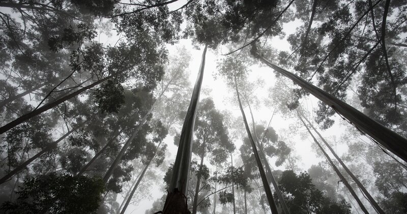 Tall Trees in Fog — Gray, Misty, Morning