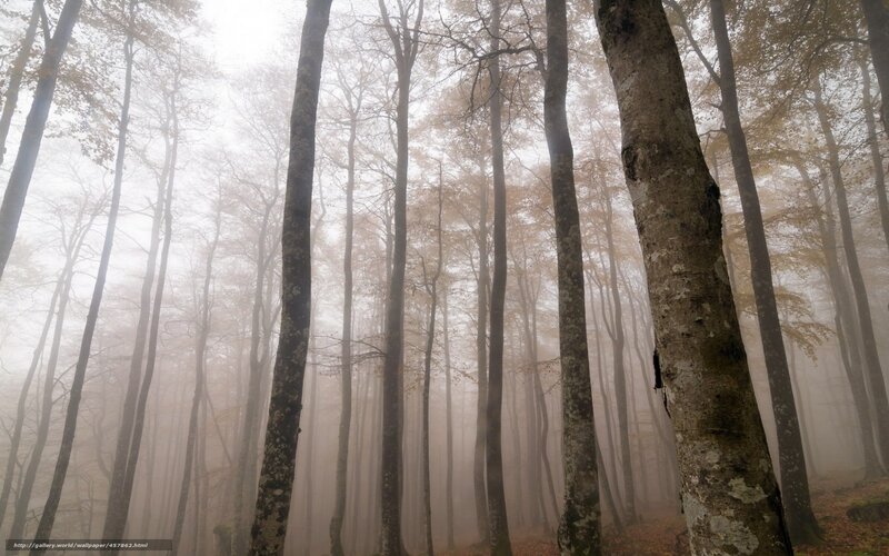 Tall Trees in Fog — Gray, Misty
