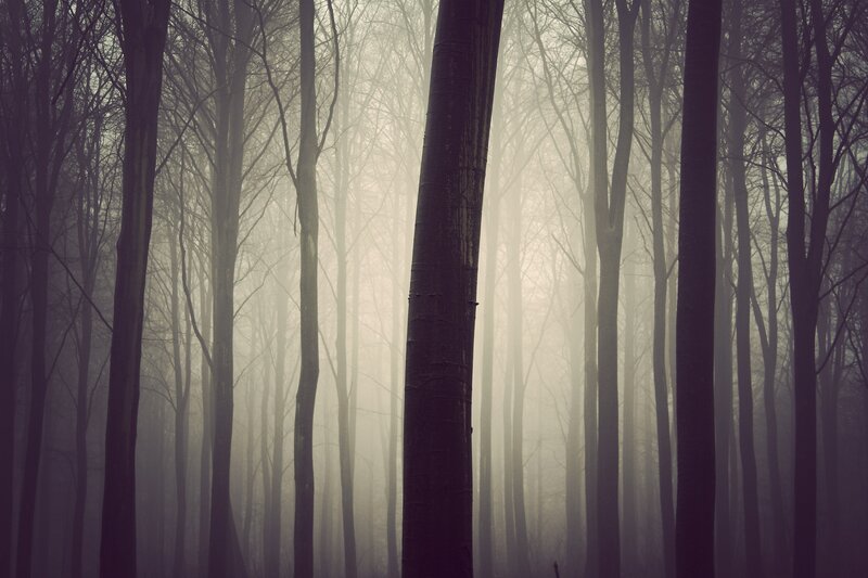 Tall Trees in Fog — Gray, Mysterious, Morning, Photograph