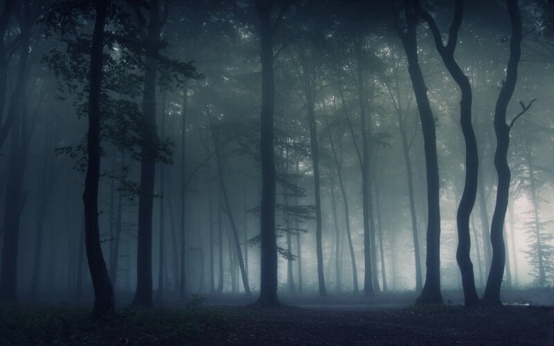 Tall Trees in Fog — Gray, Mysterious, Night