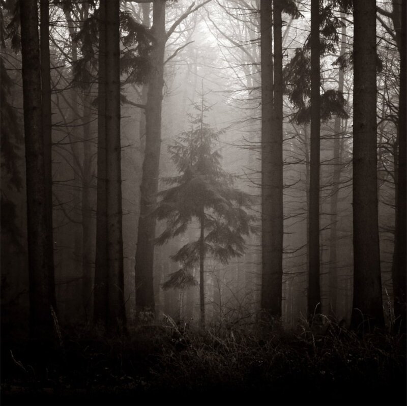 Tall Trees in Fog — Gray, Mysterious