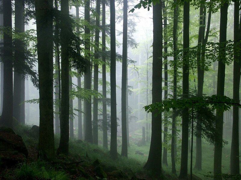Tall Trees in Fog — Green, Gray