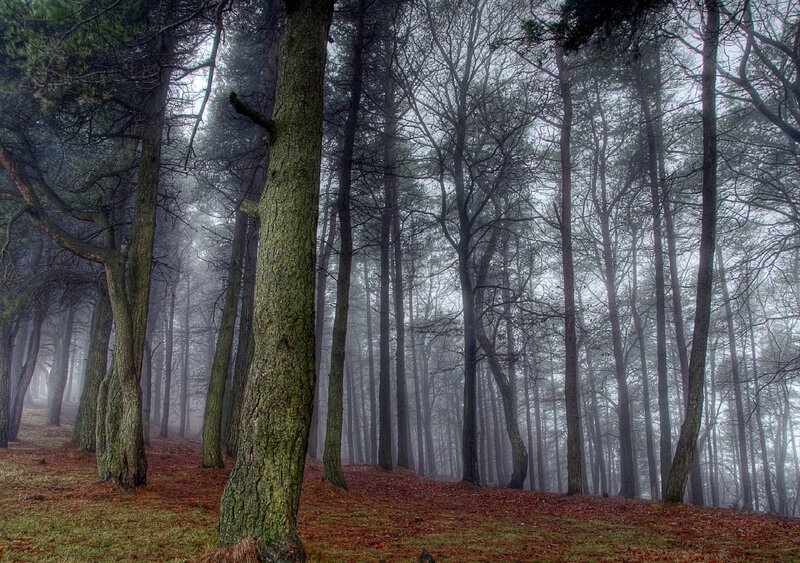 Tall Trees in Fog — Green, Misty, Autumn, Photograph, Forest, Brown