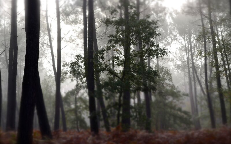 Tall Trees in Fog — Green, Misty, Autumn, Photograph, Forest