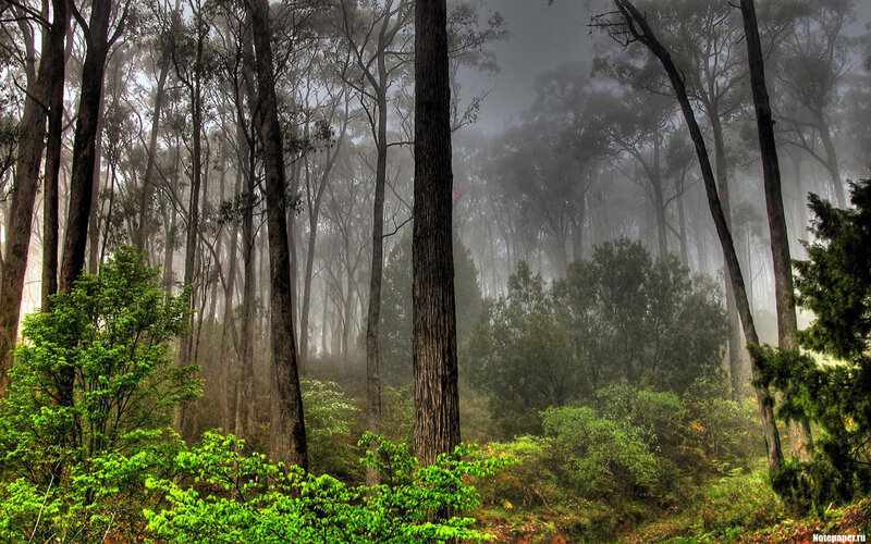 Tall Trees in Fog — Green, Misty, Morning, Photograph, Forest, Bushes, Gray, Brown