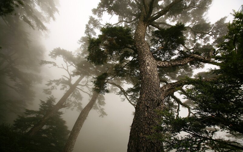 Tall Trees in Fog — Green, Misty, Photograph, Forest