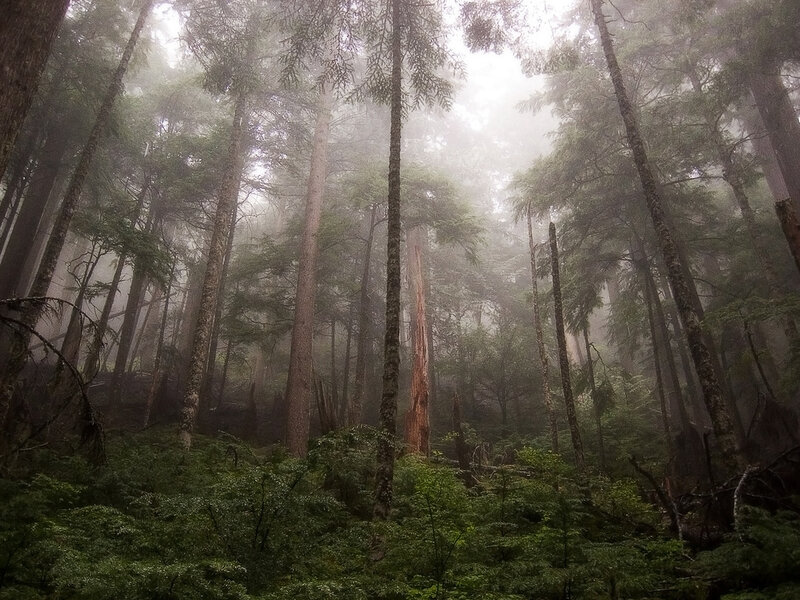 Tall Trees in Fog — Green, Misty