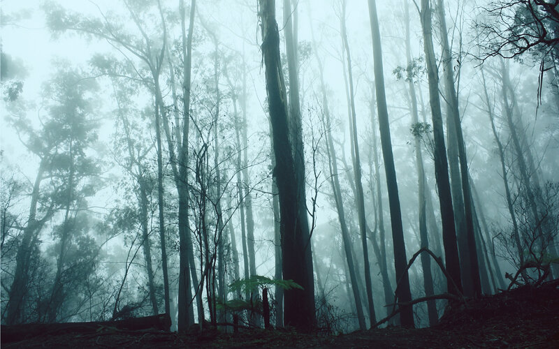 Tall Trees in Fog — Green, Mysterious, Morning, Photograph, Forest
