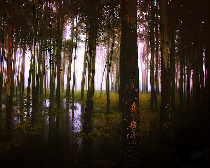 Tall Trees in Fog — Green, Mysterious