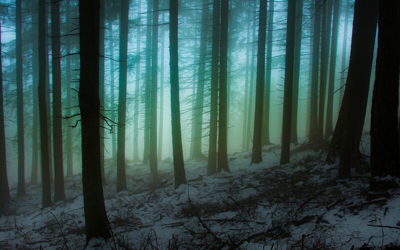 Tall Trees in Fog — Green, Mysterious, Winter