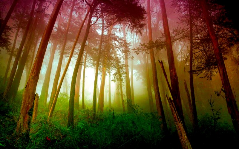 Tall Trees in Fog — Green, Mystical
