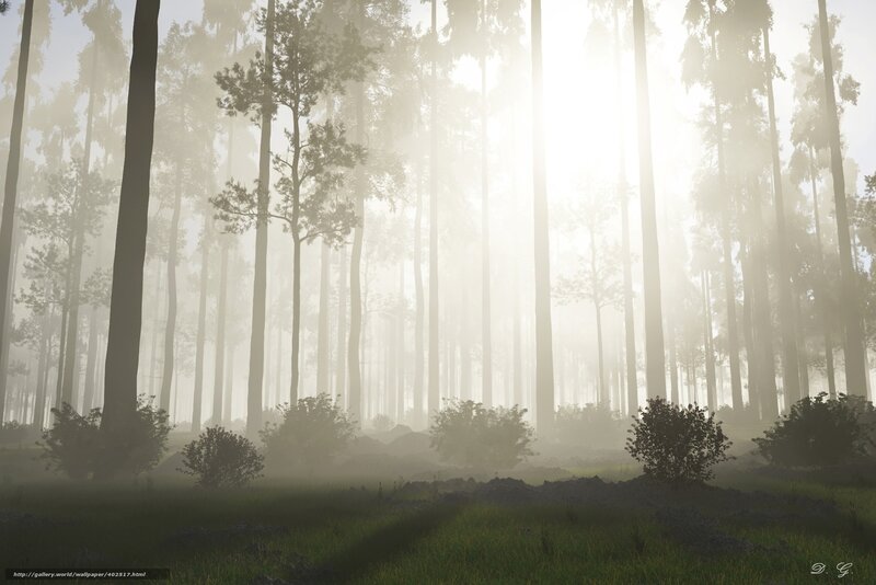 Tall Trees in Fog — Green, Serene
