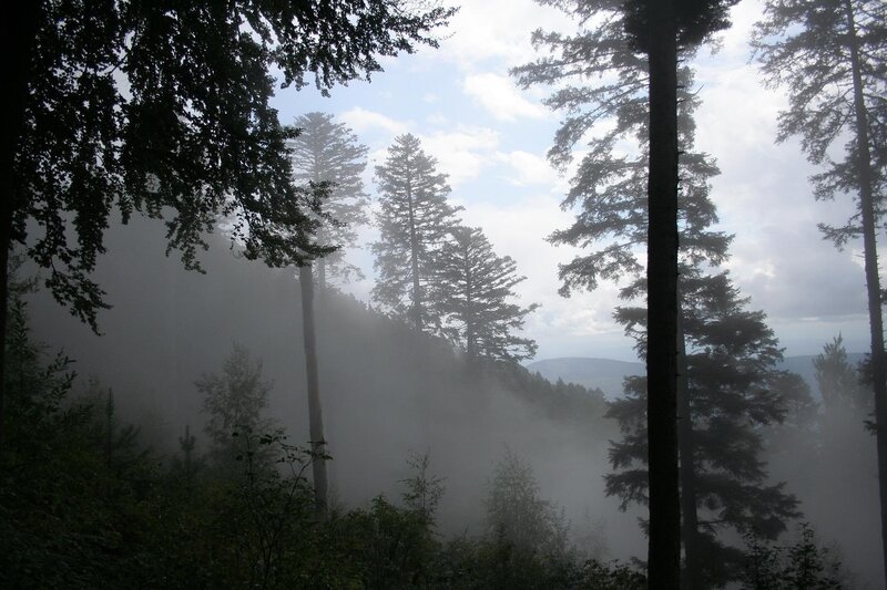 Tall Trees in Fog — Green