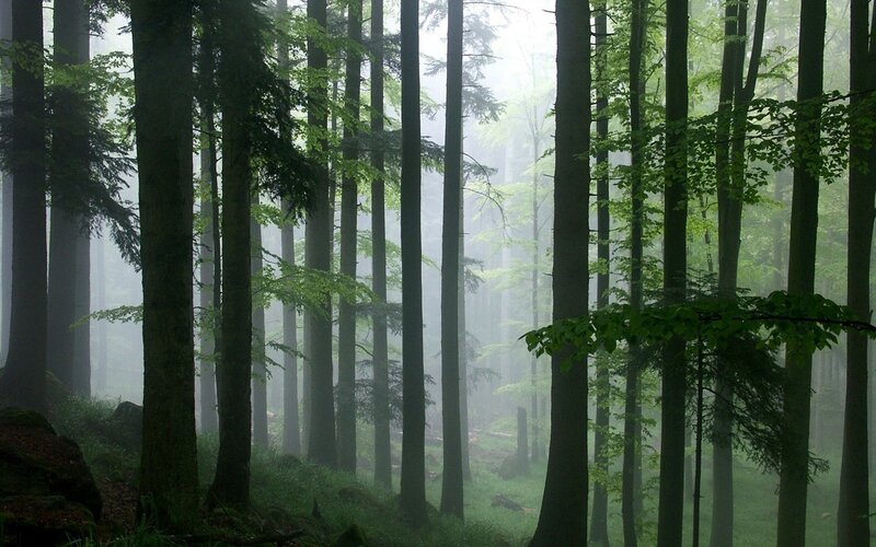Tall Trees in Fog — Misty, Morning