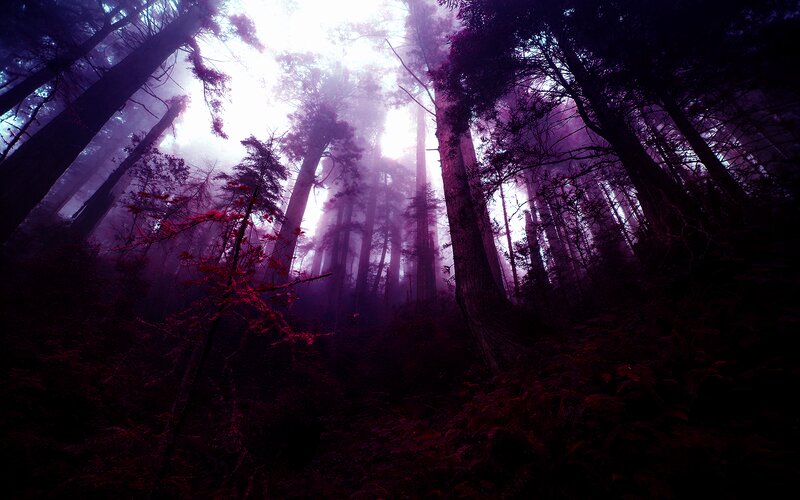 Tall Trees in Fog — Purple, Mysterious