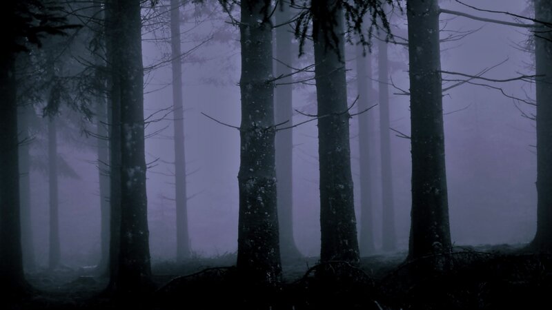 Tall Trees in Fog — Purple
