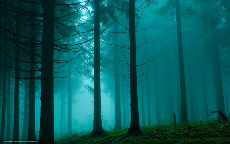 Tall Trees in Fog — Teal, Mysterious, Night, Photograph, Forest