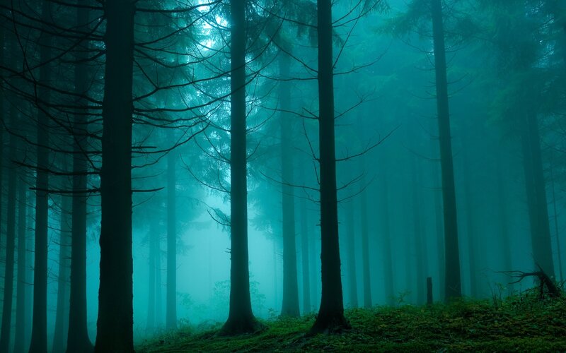 Tall Trees in Fog — Teal, Mysterious, Night