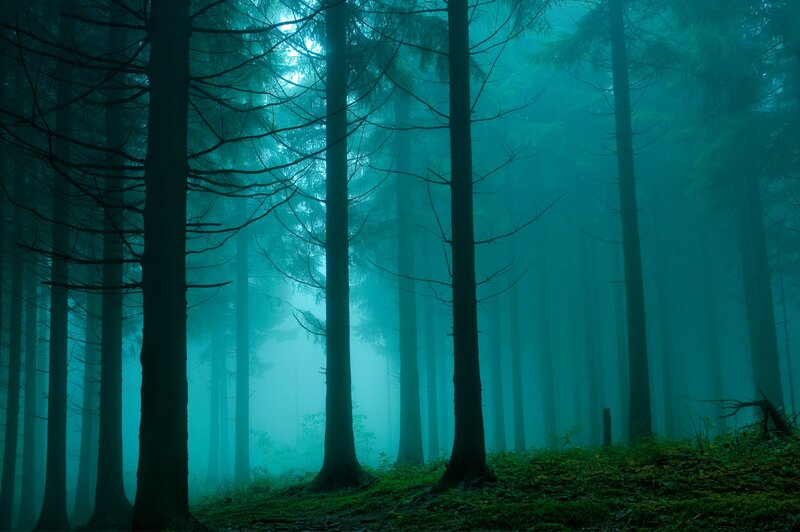 Tall Trees in Fog — Teal, Mysterious