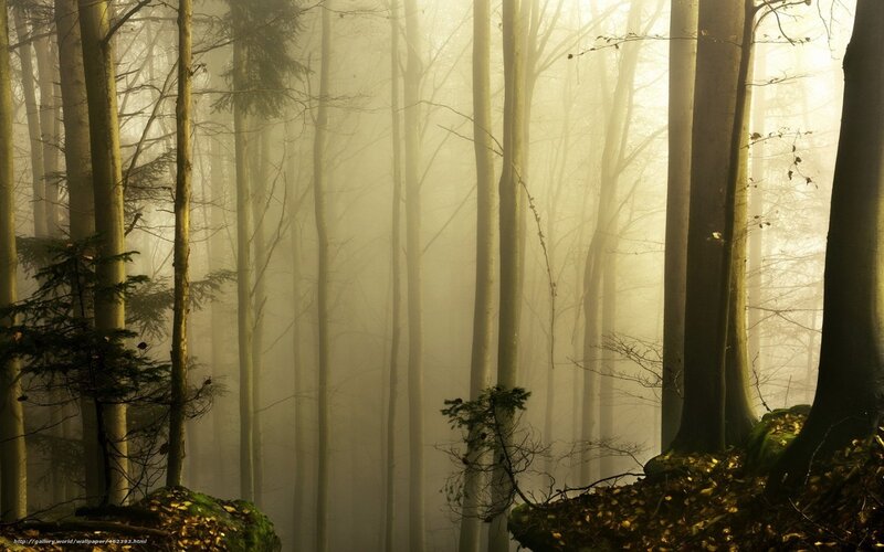 Tall Trees in Fog — Yellow