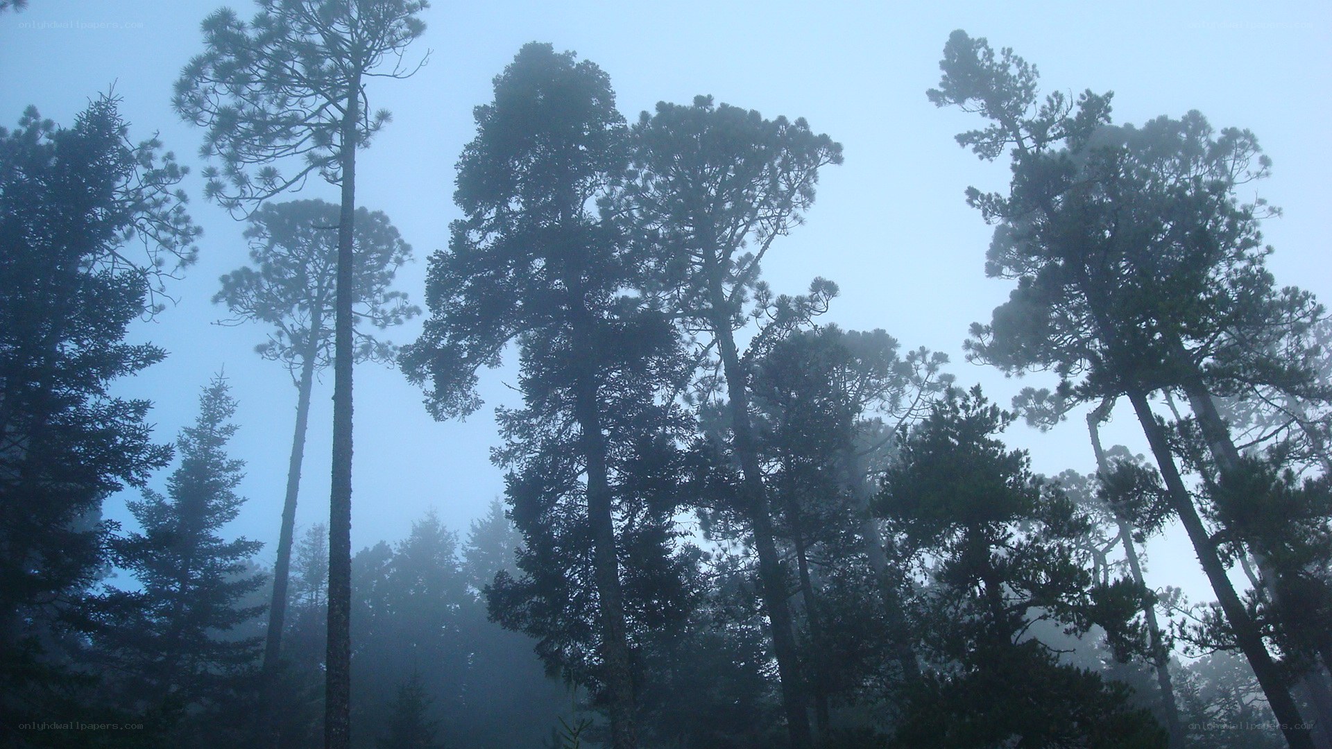 tall trees in fog