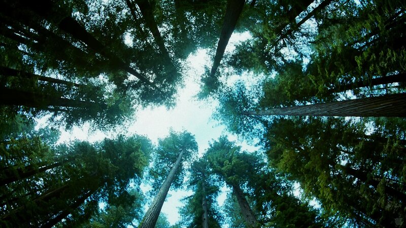 tall trees in forest