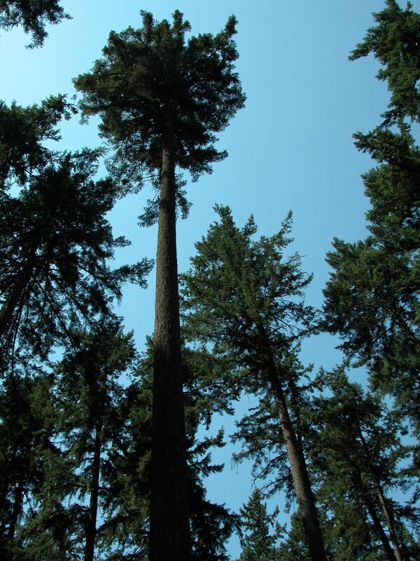 tall trees in forest