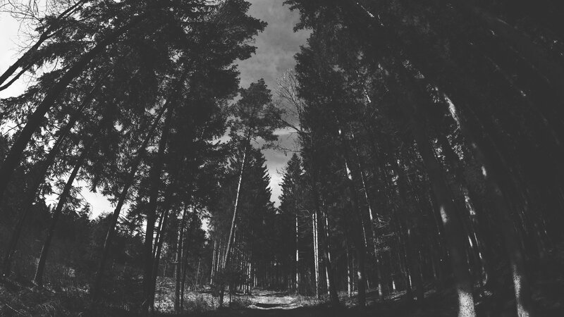 Tall Trees in Forest — Black, Dark, Photograph