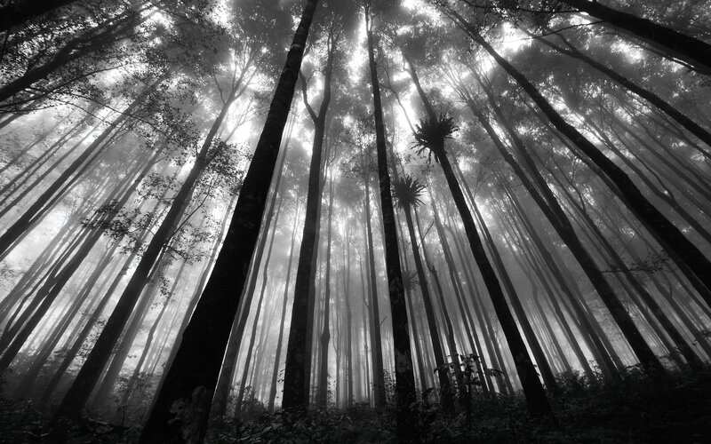 Tall Trees in Forest — Black, Dramatic, Morning