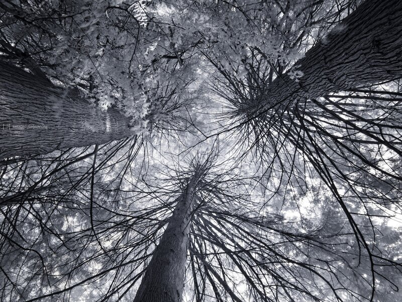 Tall Trees in Forest — Black, Dramatic, Photograph