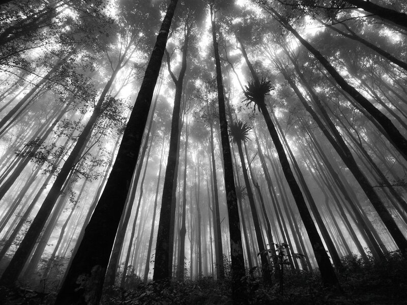 Tall Trees in Forest — Black, Serene, Morning