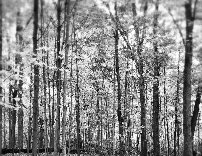 Tall Trees in Forest — Black, Serene