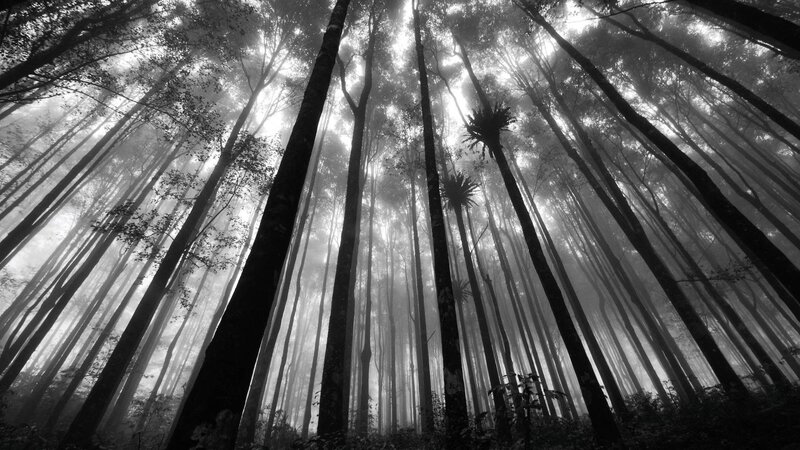 Tall Trees in Forest — Black