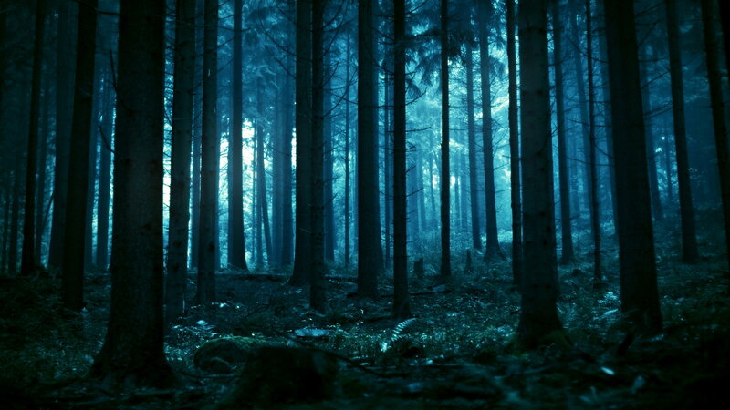 Tall Trees in Forest — Blue, Dark, Night