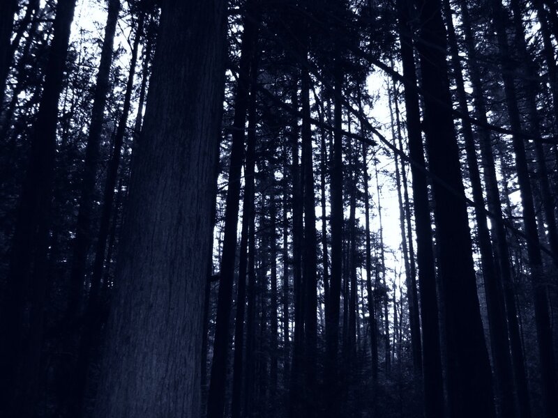 Tall Trees in Forest — Blue, Dark