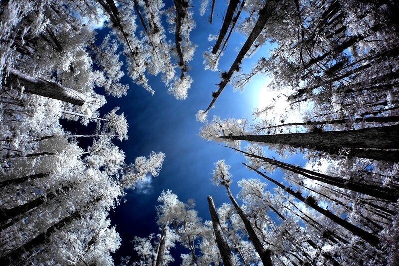 Tall Trees in Forest — Blue, Dramatic