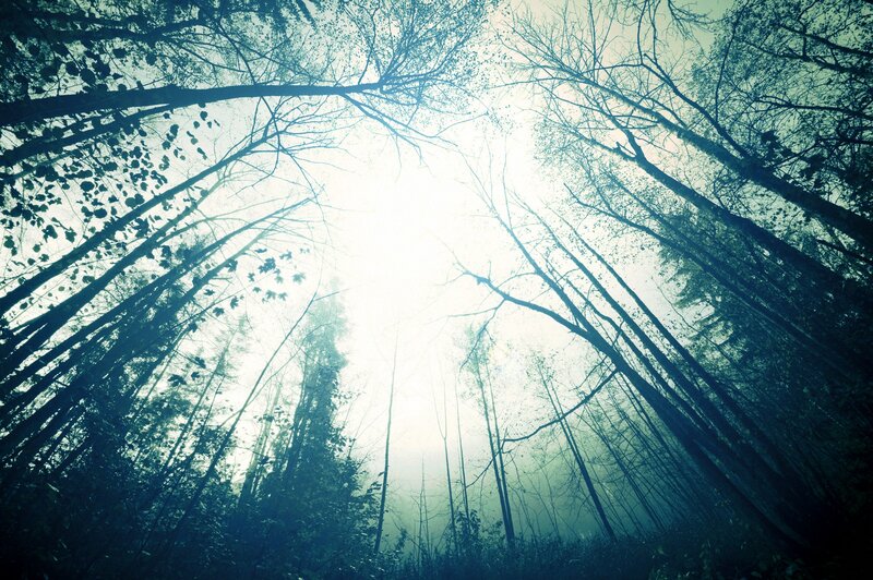 Tall Trees in Forest — Blue, Misty