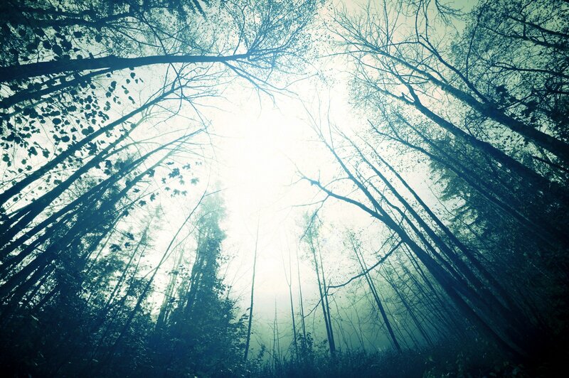 Tall Trees in Forest — Blue, Mysterious, Morning