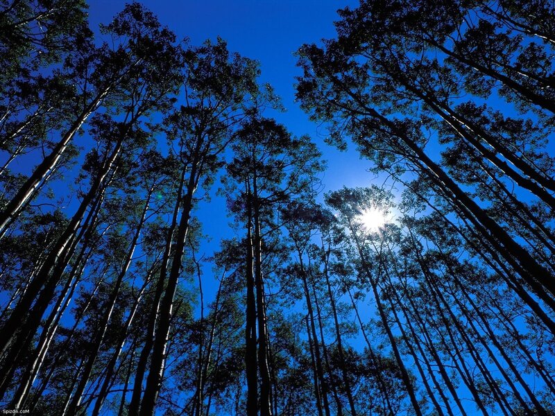 Tall Trees in Forest — Blue, Serene, Afternoon, Photograph, Sun, Sky, Black