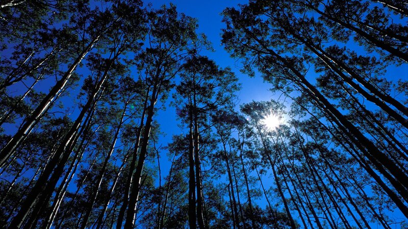 Tall Trees in Forest — Blue, Serene, Afternoon