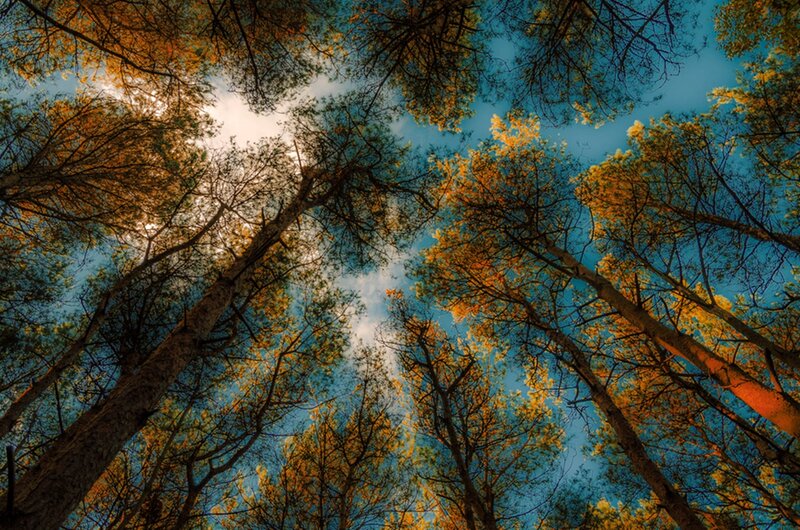 Tall Trees in Forest — Blue, Serene, Autumn