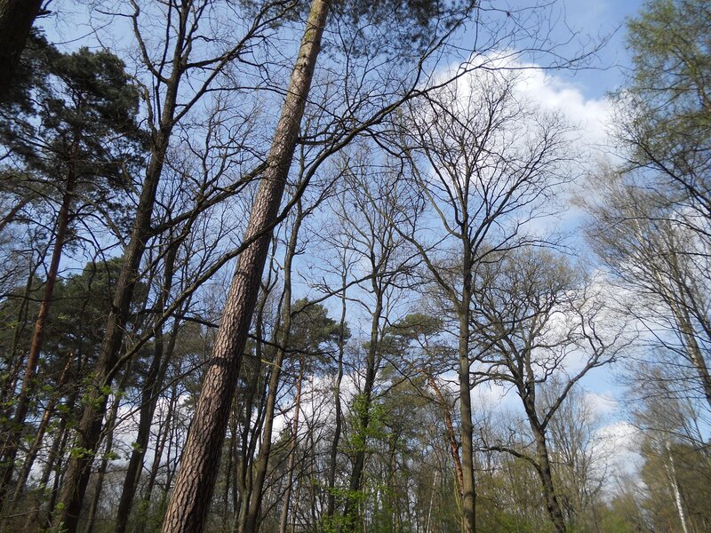 Tall Trees in Forest — Blue, Serene, Spring, Photograph