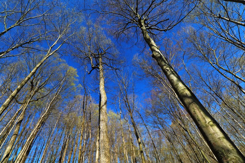Tall Trees in Forest — Blue, Serene, Spring