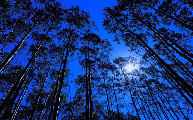 Tall Trees in Forest — Blue