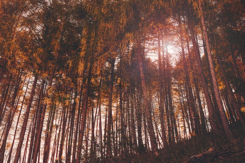 Tall Trees in Forest — Brown, Dramatic