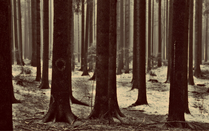 Tall Trees in Forest — Brown, Misty