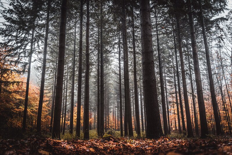 Tall Trees in Forest — Brown, Serene, Autumn, Photograph