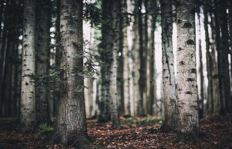 Tall Trees in Forest — Brown, Serene, Autumn