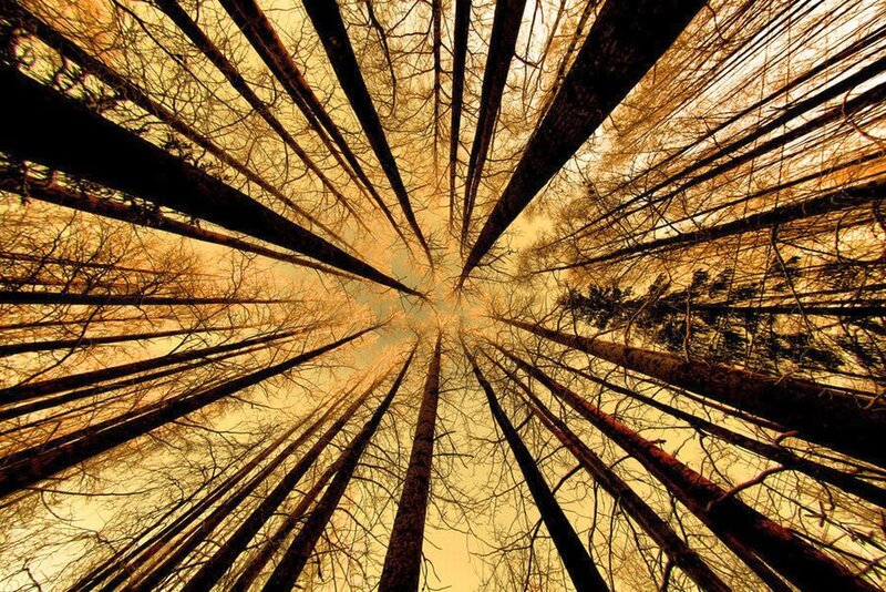 Tall Trees in Forest — Brown